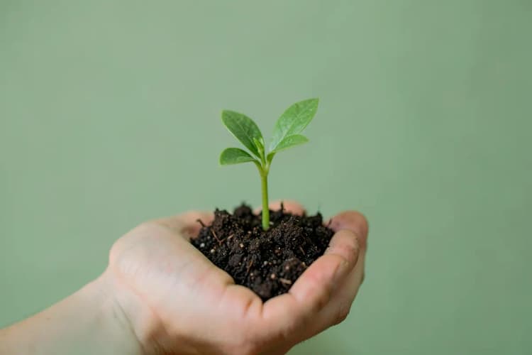 Uma mão segurando uma pequena planta verde crescendo.