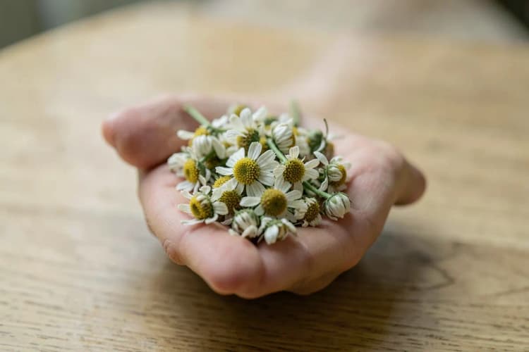 Mão segurando um punhado de flores secas de camomila em uma superfície de madeira clara, com luz suave vindo de cima.