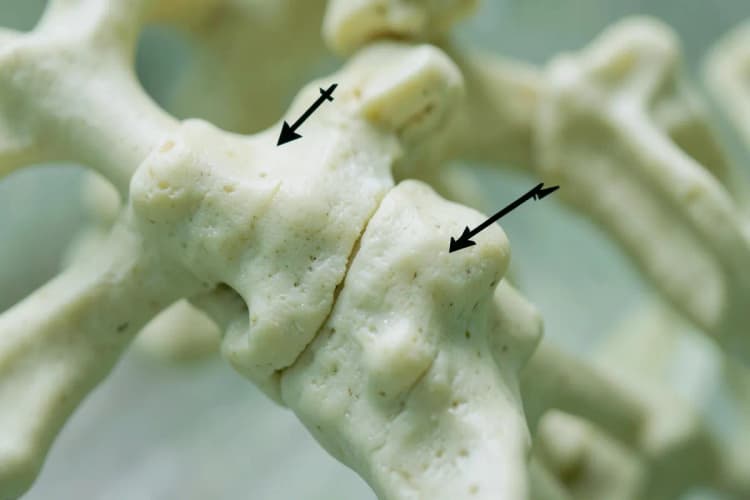 Detalhe de articulações de um esqueleto de plástico, com setas apontando para as áreas de cartilagem.