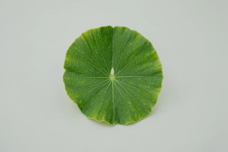 Um close-up de folhas verdes de Ginkgo Biloba, mostrando suas nervuras e formato característico.