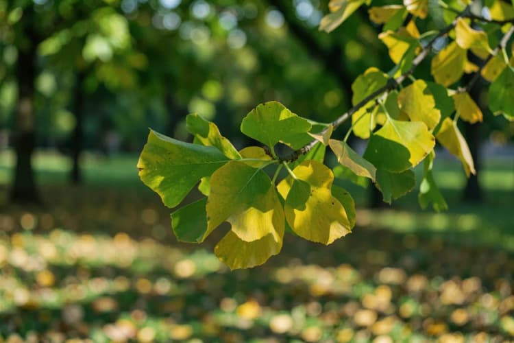Um ramo de Ginkgo Biloba com folhas verdes e amarelas, em um ambiente externo com luz natural.
