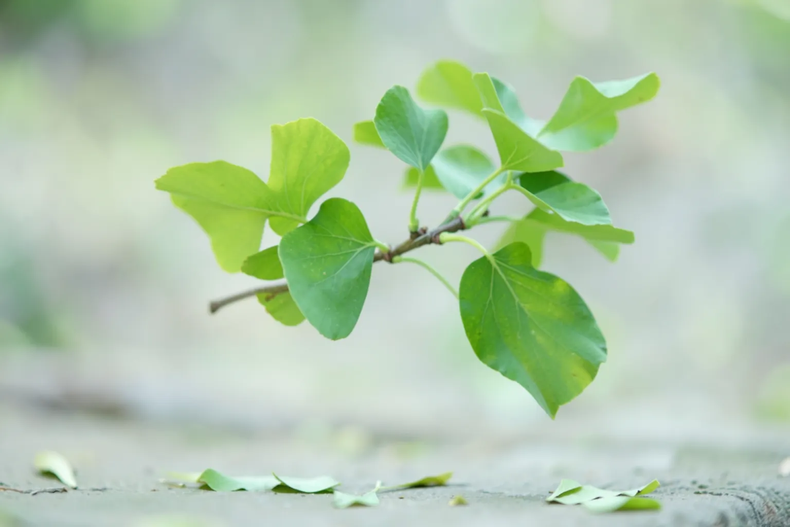 Um ramo de folhas verdes de Ginkgo Biloba com algumas folhas caídas no chão, em close-up com fundo desfocado.