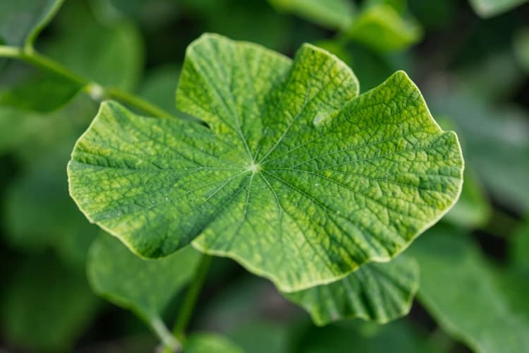 Close-up de folhas de Ginkgo Biloba com textura detalhada.