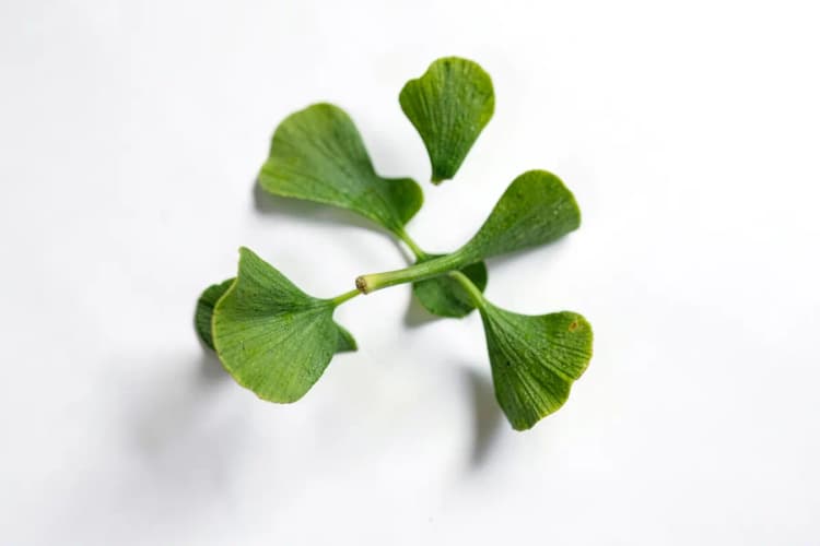 Um punhado de comprimidos de Ginkgo Biloba caindo sobre um fundo branco.
