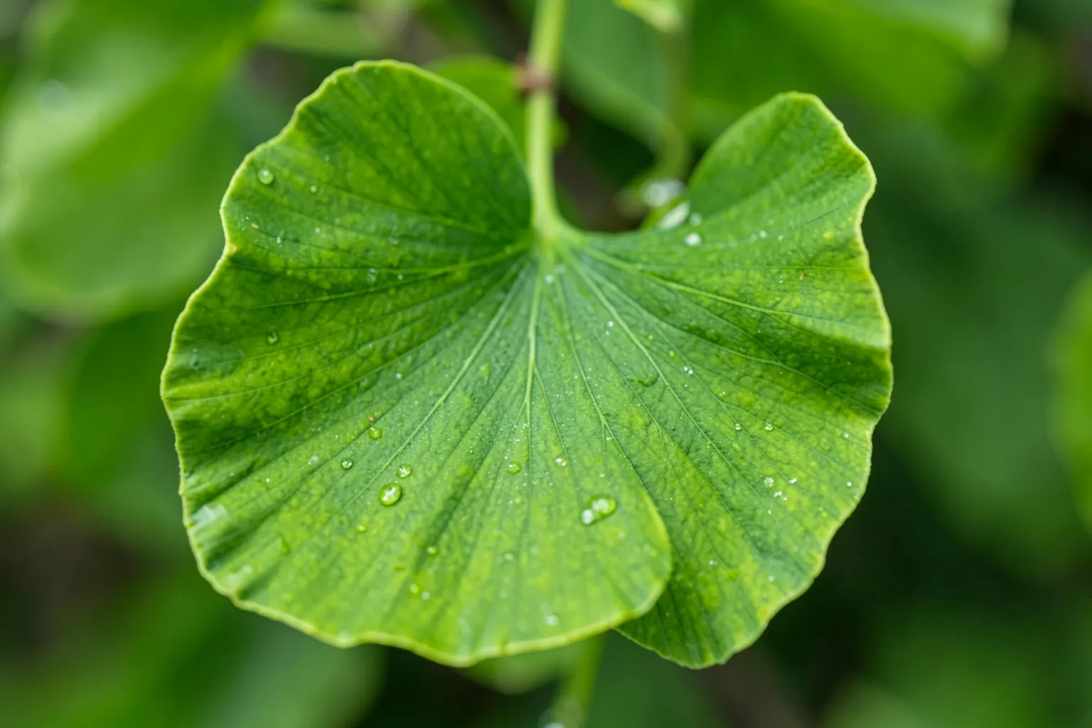 Folhas verdes de Ginkgo Biloba em close-up, com gotas de orvalho, sobre fundo desfocado.