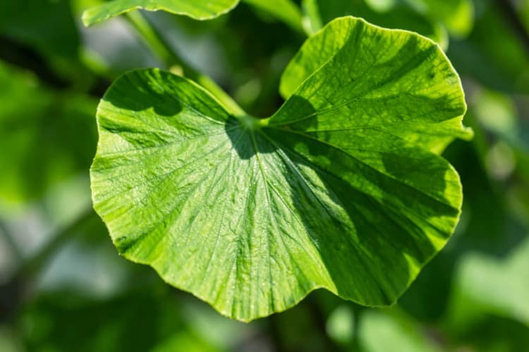 Folhas verdes vibrantes de Ginkgo Biloba com veios distintos em close-up, com foco suave no fundo.