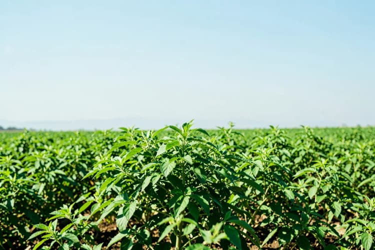 Folhas verdes de maca peruana crescendo em um campo.