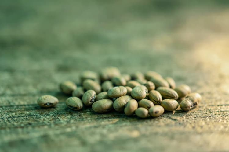 Um close-up de grãos de maca peruana em uma superfície de madeira.