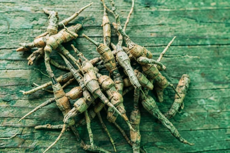 Raízes de maca peruana secas em uma superfície rústica de madeira.